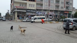 Kahta’da Başıboş Sokak Köpekleri Ciddi Bir Tehlike Saçıyor…