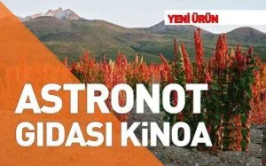 ASTRONOT GIDASI KİNOA ADIYAMANDA YETİŞTİRİLECEK