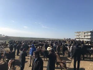 KAHTA’DA HAYVANCILIK BİR TÜRLÜ İSTENİLEN SEVİYEYE ÇIKARILAMIYOR.