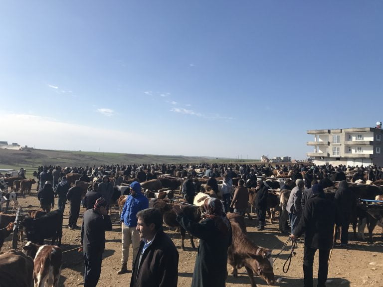 KAHTA’DA HAYVANCILIK BİR TÜRLÜ İSTENİLEN SEVİYEYE ÇIKARILAMIYOR.