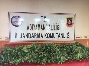 KAHTA’DA KENEVİR OPERASYONU