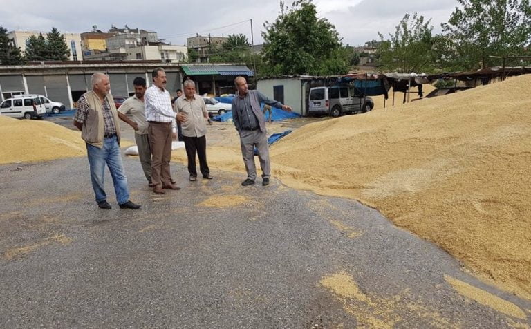 HAZİRAN YAĞMURU KAHTA BUĞDAY PAZARINA ZARAR VERDİ.
