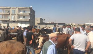 KAHTA’DA  KURBANLIK FİYATLARI VE MEZAT…