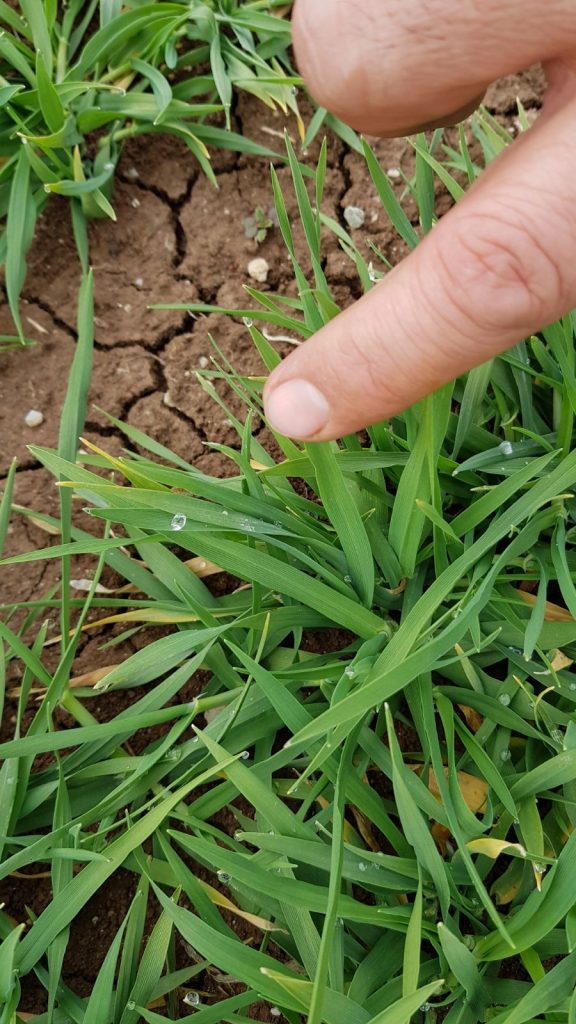 Tahıl Üreticilerine Uyarı