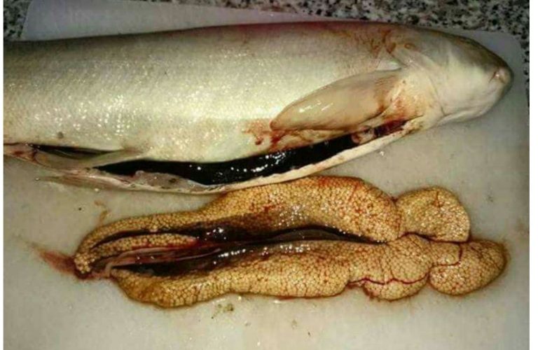 Kaçak Avladığı Balığı Yumurtalarıyla Paylaştı