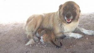 Köpeğin Kediyi Emzirmesi, Görenleri Şaşırtıyor-Videolu Haber