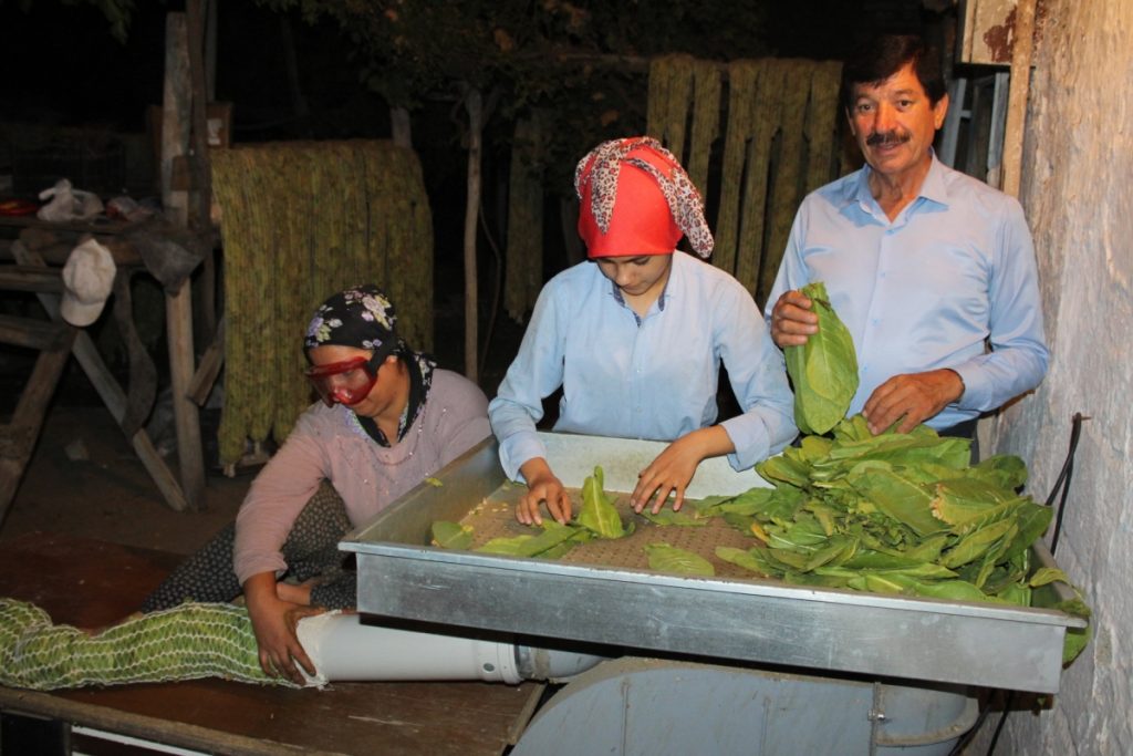 Adıyaman’da İzmir Menşeli Tütün Hasadı Başladı
