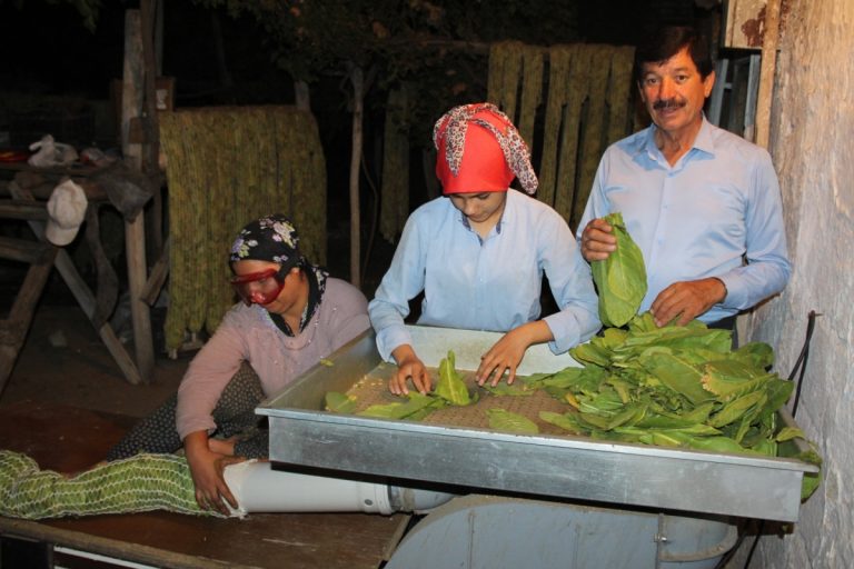 Adıyaman’da İzmir Menşeli Tütün Hasadı Başladı