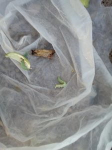 Pamukta Yeşil Kurt İle Mücadele