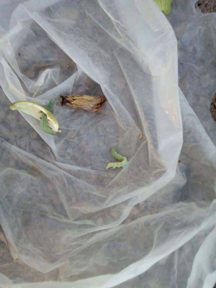 Pamukta Yeşil Kurt İle Mücadele