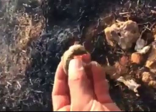 Anız Yangınında Keklik Yavruları Telef Oldu