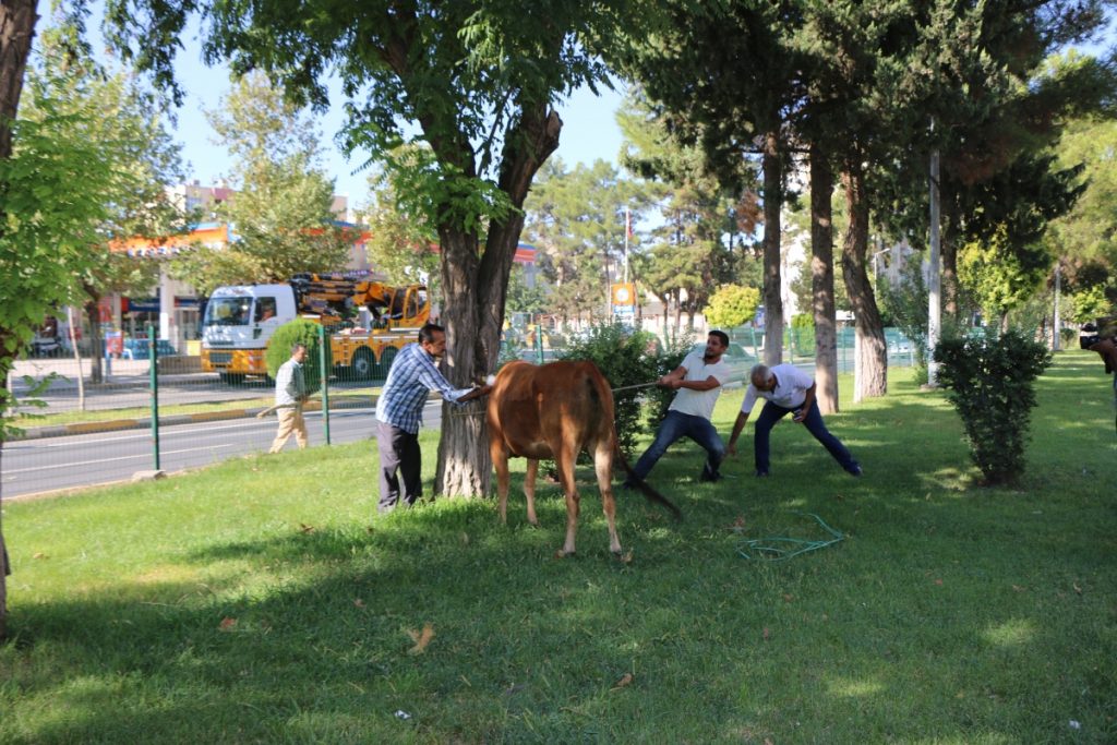 Adıyaman’da Kaçan Boğa Trafiğe Daldı-Videolu Haber