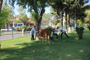 Adıyaman’da Kaçan Boğa Trafiğe Daldı-Videolu Haber
