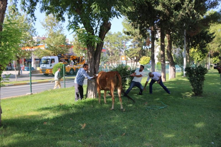 Adıyaman’da Kaçan Boğa Trafiğe Daldı-Videolu Haber