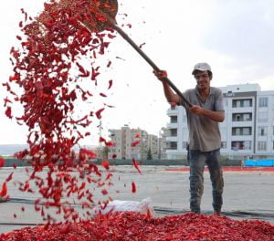 İsot Üreticileri İçin Müjdeli Haber