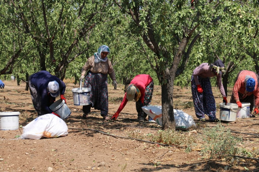 Kahta’da Badem Hasadı Başladı