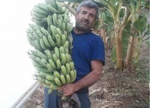 Kahta’da Serada Muz Üretildi