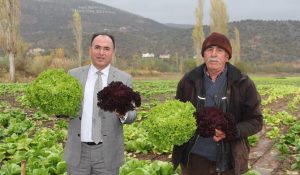 Marul Yetiştiriciliği Adıyaman’da Yaygınlaşıyor