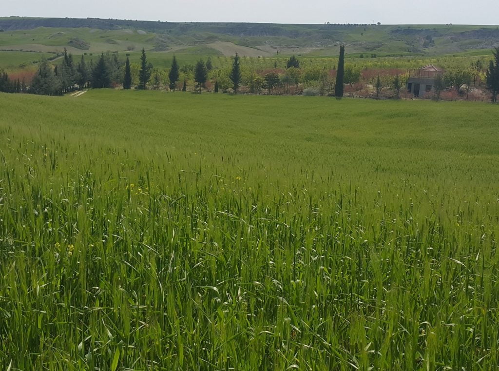 Yağışlar, Çiftçinin Yüzünü Güldürdü