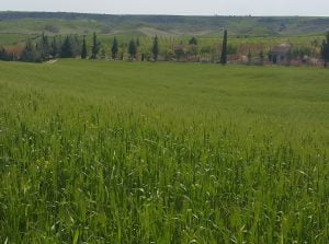 Yağışlar, Çiftçinin Yüzünü Güldürdü