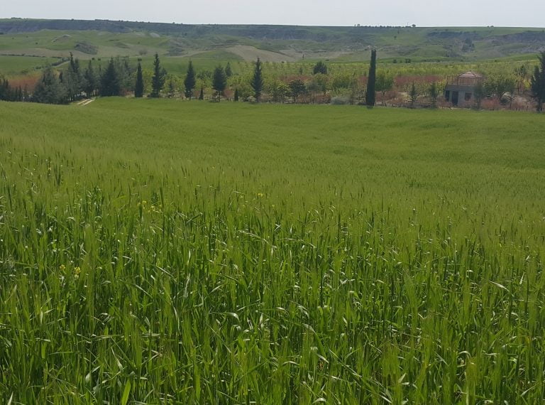 Yağışlar, Çiftçinin Yüzünü Güldürdü