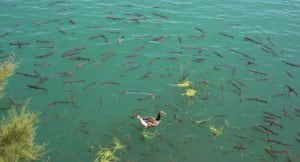 Burası da Kahta’nın Balıklı Göl’ü