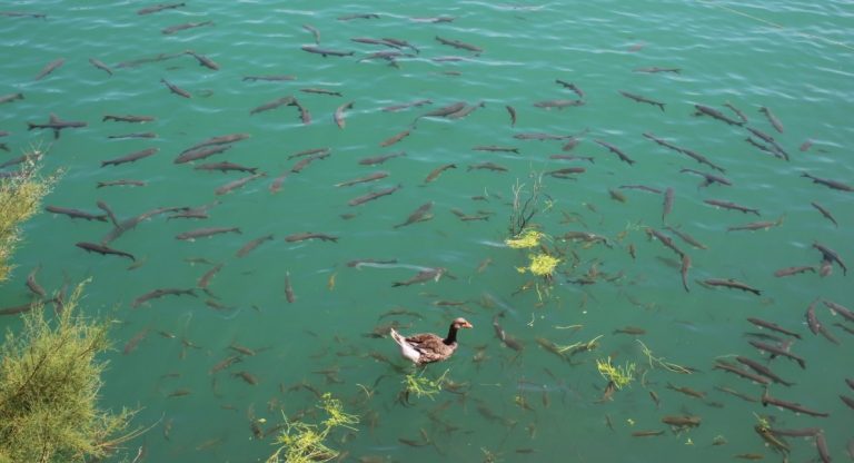 Burası da Kahta’nın Balıklı Göl’ü