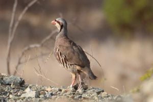 Adıyaman’da Av Yasağı Sona Eriyor