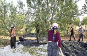 Badem diyarı Kahta’da hasat zamanı