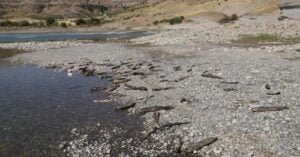 Kahta Çayı’nda telef olan binlerce balık kıyılara vurdu