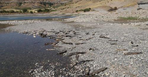 Kahta Çayı’nda telef olan binlerce balık kıyılara vurdu