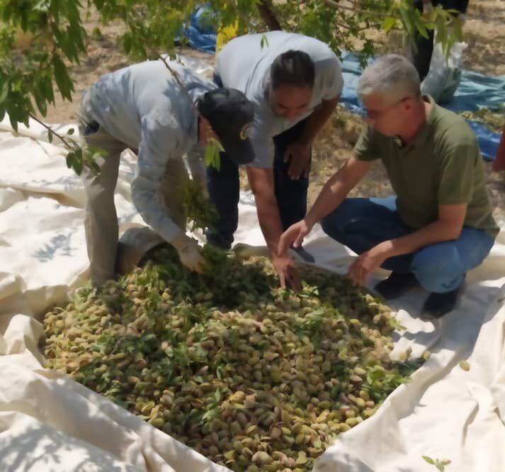 Kahta Badem Birliği Başkanı Yıldırım  ”İthal Badem Vergisinin Yükseltilmesi Gerekli”