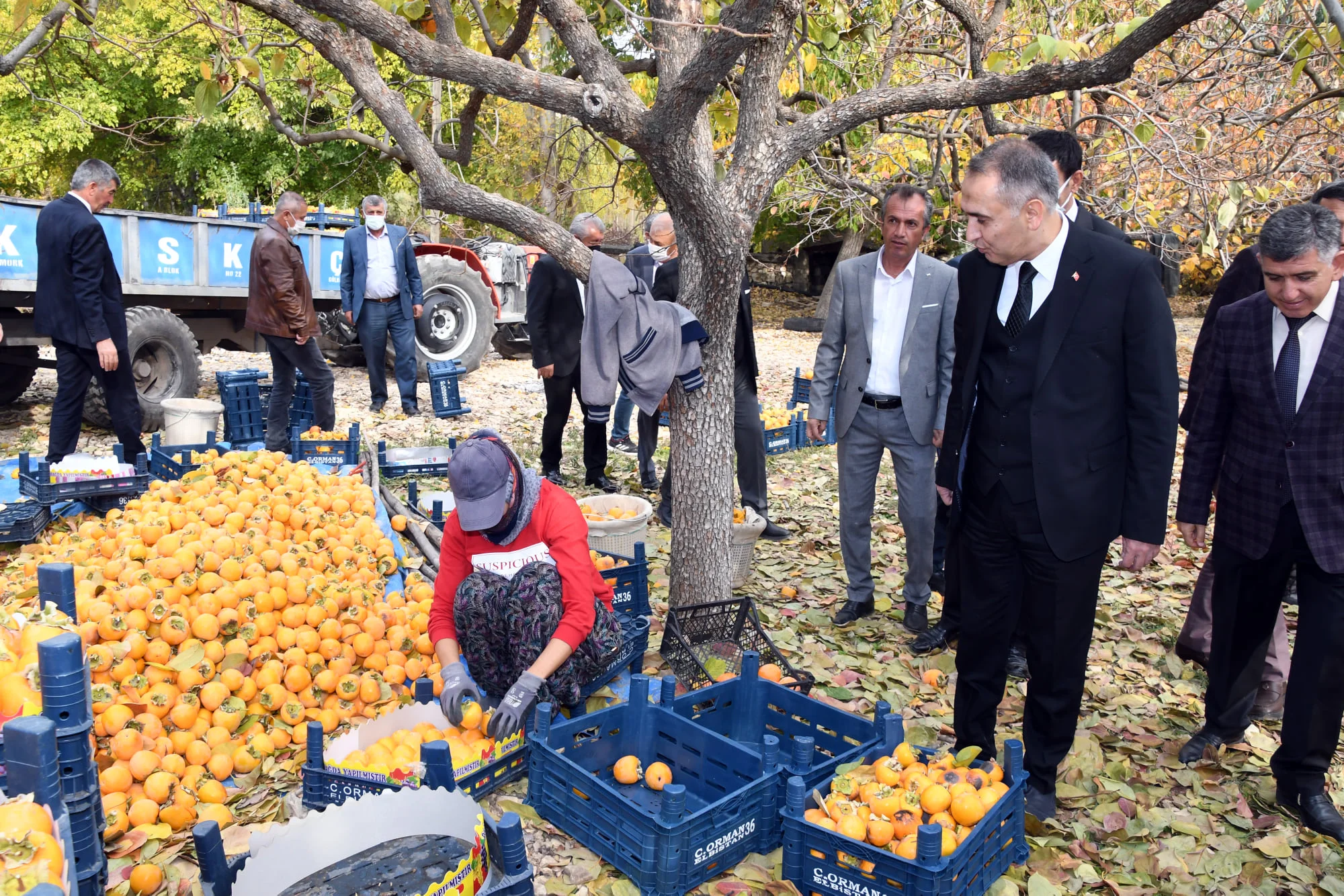 Hurma Hasadı Başladı