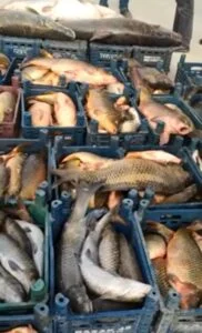 Kahta’da 3 ton kaçak balık ele geçirildi