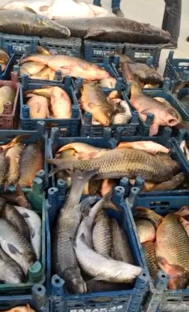 Kahta’da 3 ton kaçak balık ele geçirildi