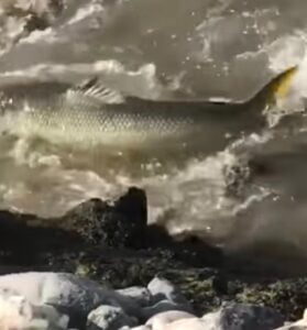Kahta Çayında Balıklar Telef Oldu. Videolu Haber