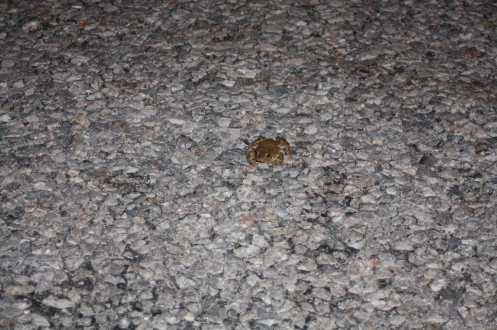 Depremin ardından kurbağalar ortaya çıktı-Videolu Haber