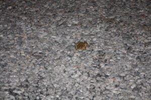 Depremin ardından kurbağalar ortaya çıktı-Videolu Haber