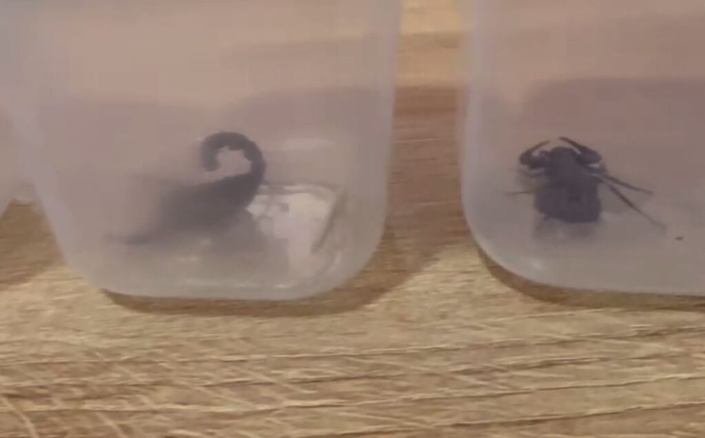 Polislerin durdurduğu otomobilden zehirli akrep çıktı