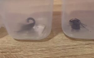 Polislerin durdurduğu otomobilden zehirli akrep çıktı