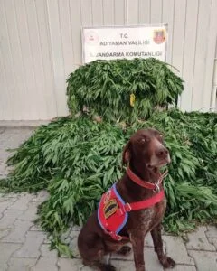 Samsat’ta seradaki kenevire 1 tutuklama