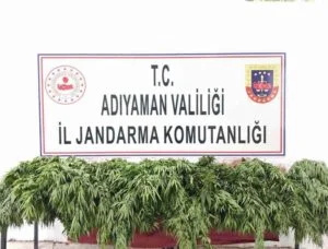 Gölbaşı’nda üzüm bağındaki 227 kök kenevire 1 gözaltı