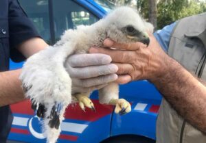 Jandarmanın bulduğu yavru kızıl şahin koruma altına alındı