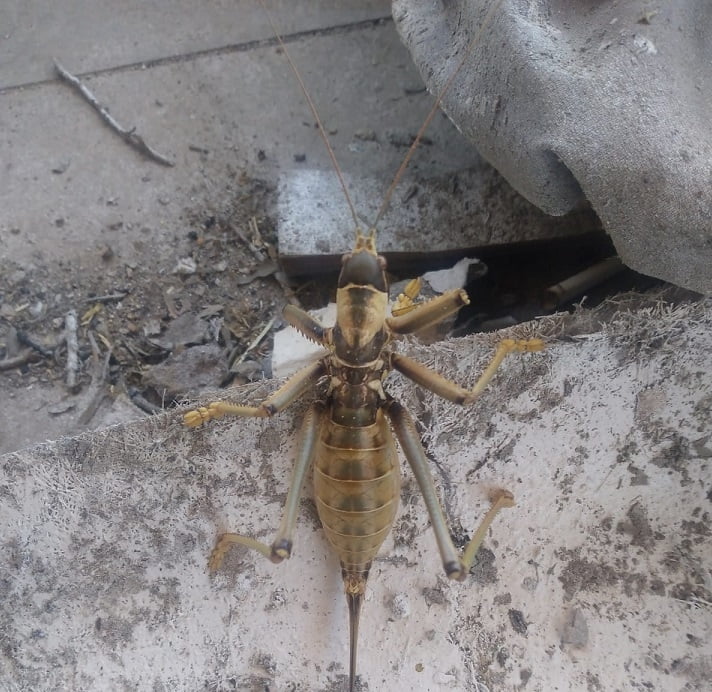 Dev çekirge şaşkınlık yarattı