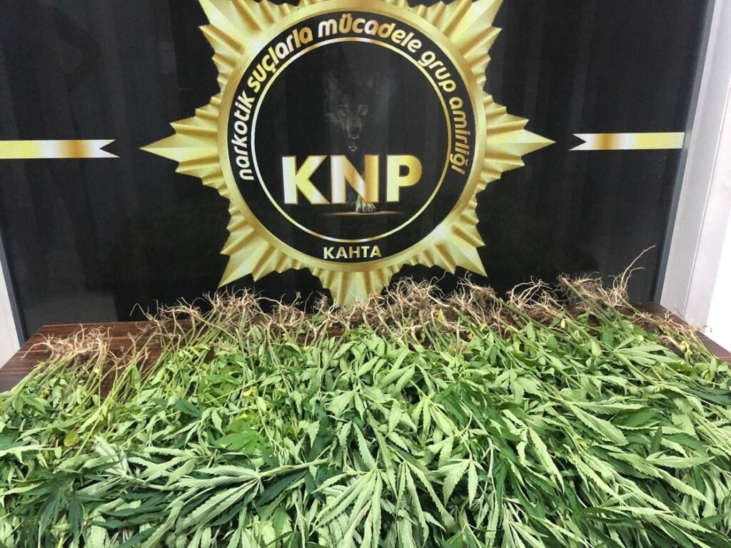 Kahta’da 167 kök kenevire 1 gözaltı