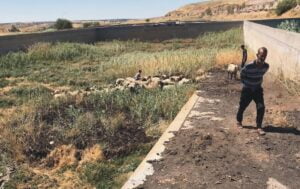 Kahta’da bataklığa saplanan koyunlar kurtarıldı