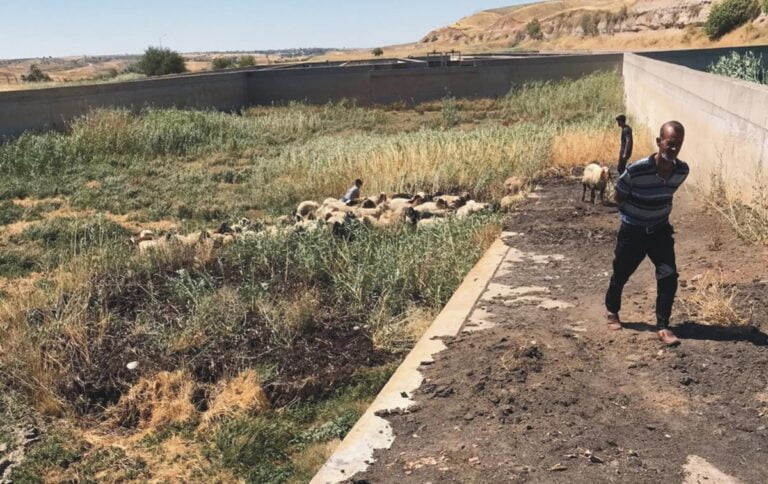 Kahta’da bataklığa saplanan koyunlar kurtarıldı