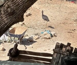 Nesli tükenme tehlikesi altında olan kara leylek koruma altına alındı