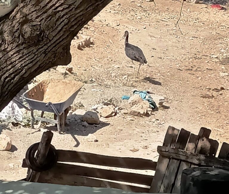 Nesli tükenme tehlikesi altında olan kara leylek koruma altına alındı