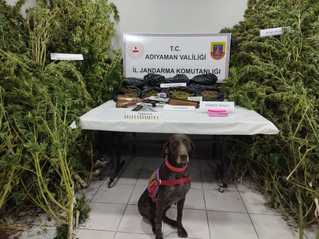 Gerger’de bahçedeki 45 kök kenevire: 2 gözaltı